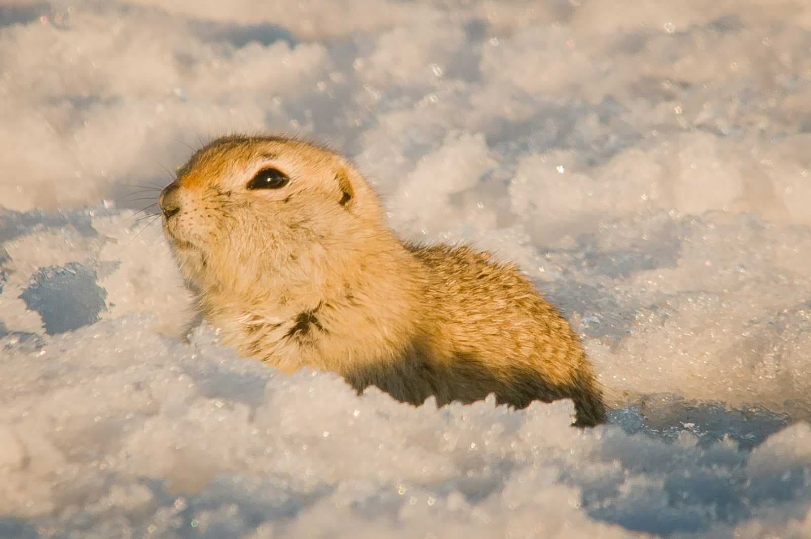 Gophers on the Web: Getting Started with Go and WebAssembly